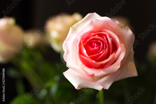 Pink rose isolated on black background for valentines day