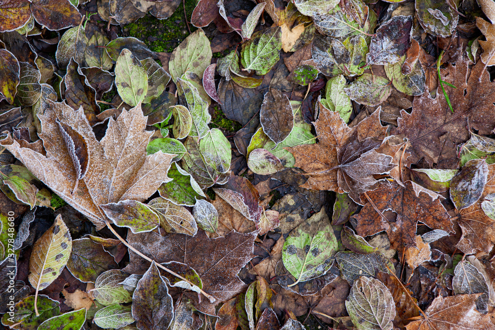 Bunte Blätter, mit leichtem Frost bedeckt liegen dicht nebeneinander auf dem Waldboden Bunte Blätter, mit leichtem Frost bedeckt liegen dicht nebeneinander auf dem Waldboden