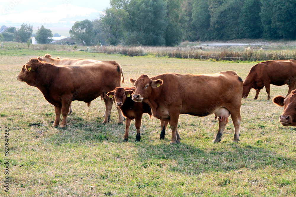 Cattle, Cow, Pasture, Lack of feed, Geisa, Thuringia, Germany, Europe Cattle, Cow, Pasture, Lack of feed, Geisa, Thuringia, Germany, Europe
