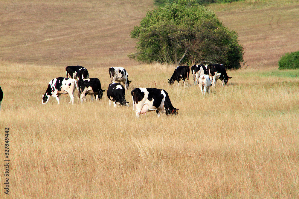 Fototapeta premium Cattle, Cow, Holstein cattle, Pasture, Lack of feed, Dermbach, Thuringia, Germany, EuropeThuringia, Germany, Europe