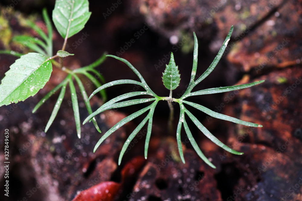 unusual patterns and figures from unusual plants in the jungle unusual patterns and figures from unusual plants in the jungle