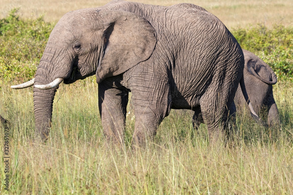 Afrikanische Elefanten-Kuh