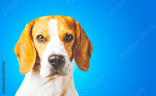 Close-up of Beagle dog, portrait, in front of bluebackground