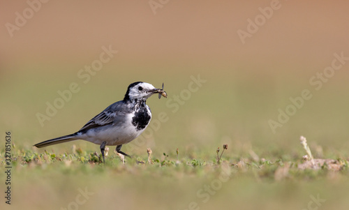 White Wagtail Bird with a Catch