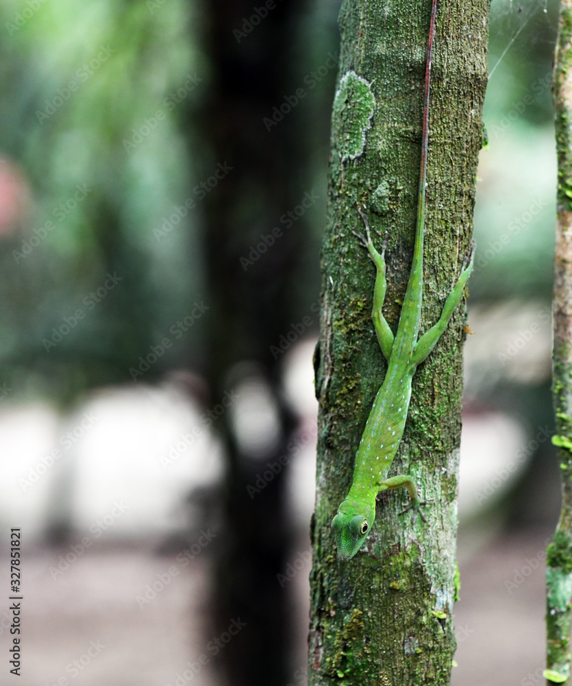 Obraz premium green lizard in a natural environment in a nature park