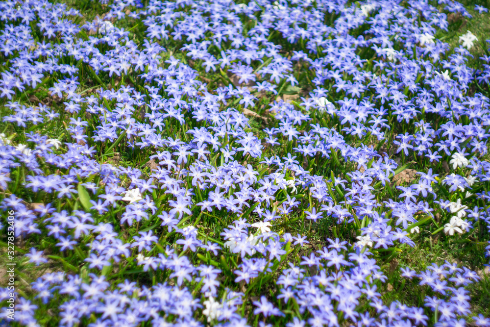 Fototapeta premium Blue little flowers bloom