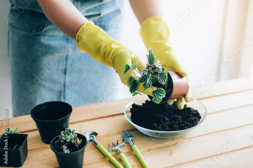 Planting decorative plants at home. Hands of a young woman planting in the flower pot.