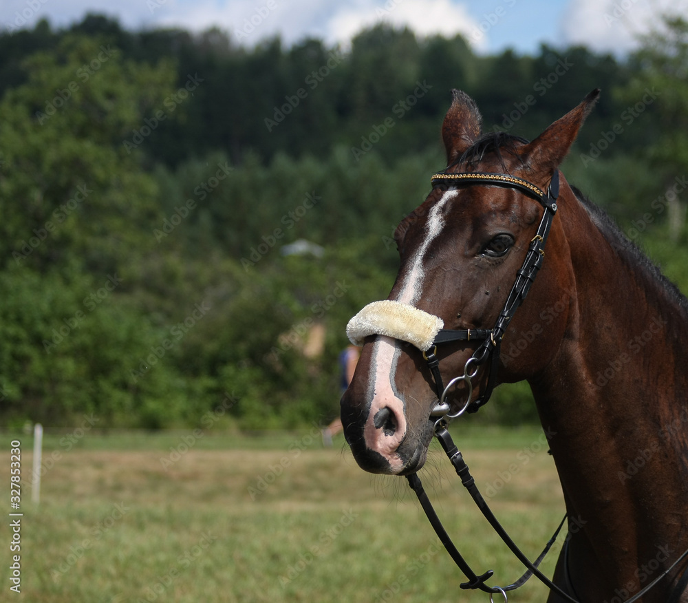 Brown horse with bridle on a meadow