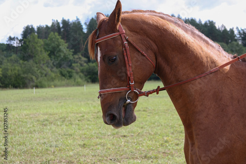 Brown horse with bridle on a meadow