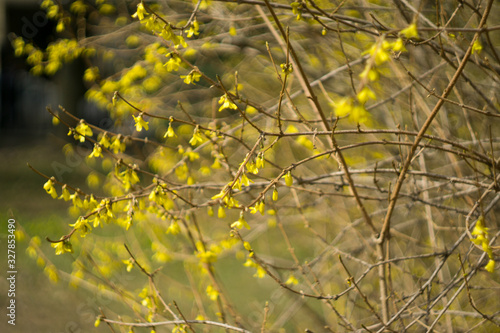 Forsythia yellow flowers bloom in spring © Galina