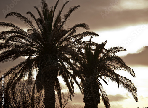 Incre  ble la fuerza de la luz en este atardecer con palmeras  nubes y mar de fondo