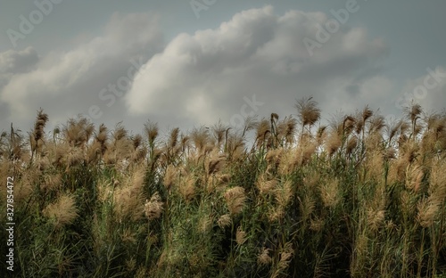 Fototapeta Naklejka Na Ścianę i Meble -  Wild herbs and cloudy dark sky, melancholic and poetic background, picturesque impressionist landscape