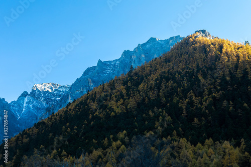 Yellow pine forest with snow-capped mountain and blue sky in the background at Yading Nature Reserve  Sichuan  China