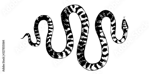 vector  snakes pencil drawing, vintage style graphic black and white, viper, python illustration