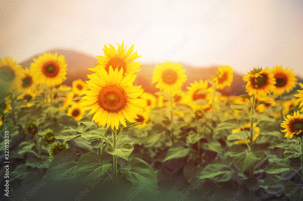 Beautiful Sunflower flowers field over sunset light with mountains