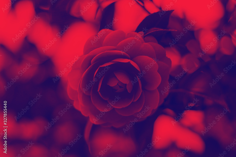 Naklejka premium abstract duo tone gradient flower background vivid purple red colors, huge camelia flower duotone in vibrant bold gradient holographic colors. concept arts. surrealism. abstract duo tone gradient