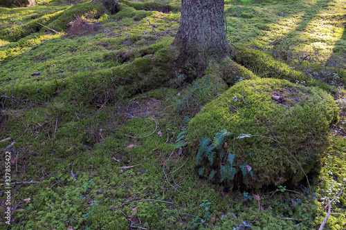 mossy forest on February winter day