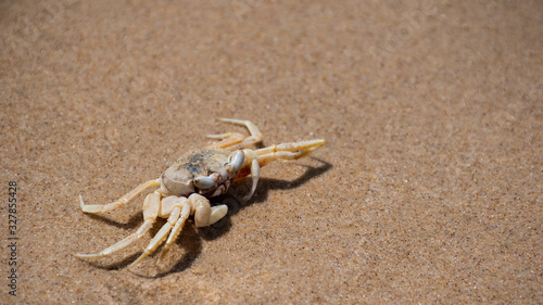 Crab on a sunny beach
