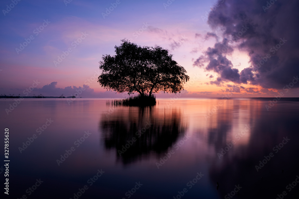 Scene a mangrove tree and beautiful sky in the morning Scene a mangrove tree and beautiful sky in the morning