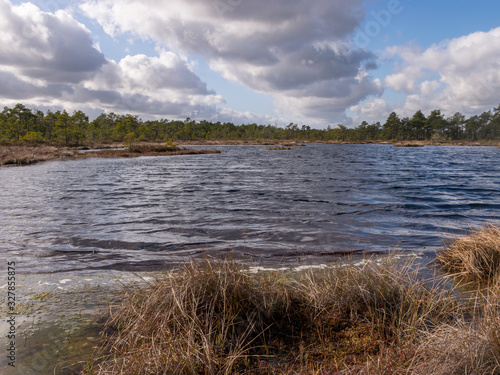 beautiful swamp landscape with white clouds in the sky