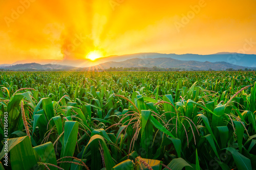 Fotografia green corn field in agricultural garden and light shines sunset