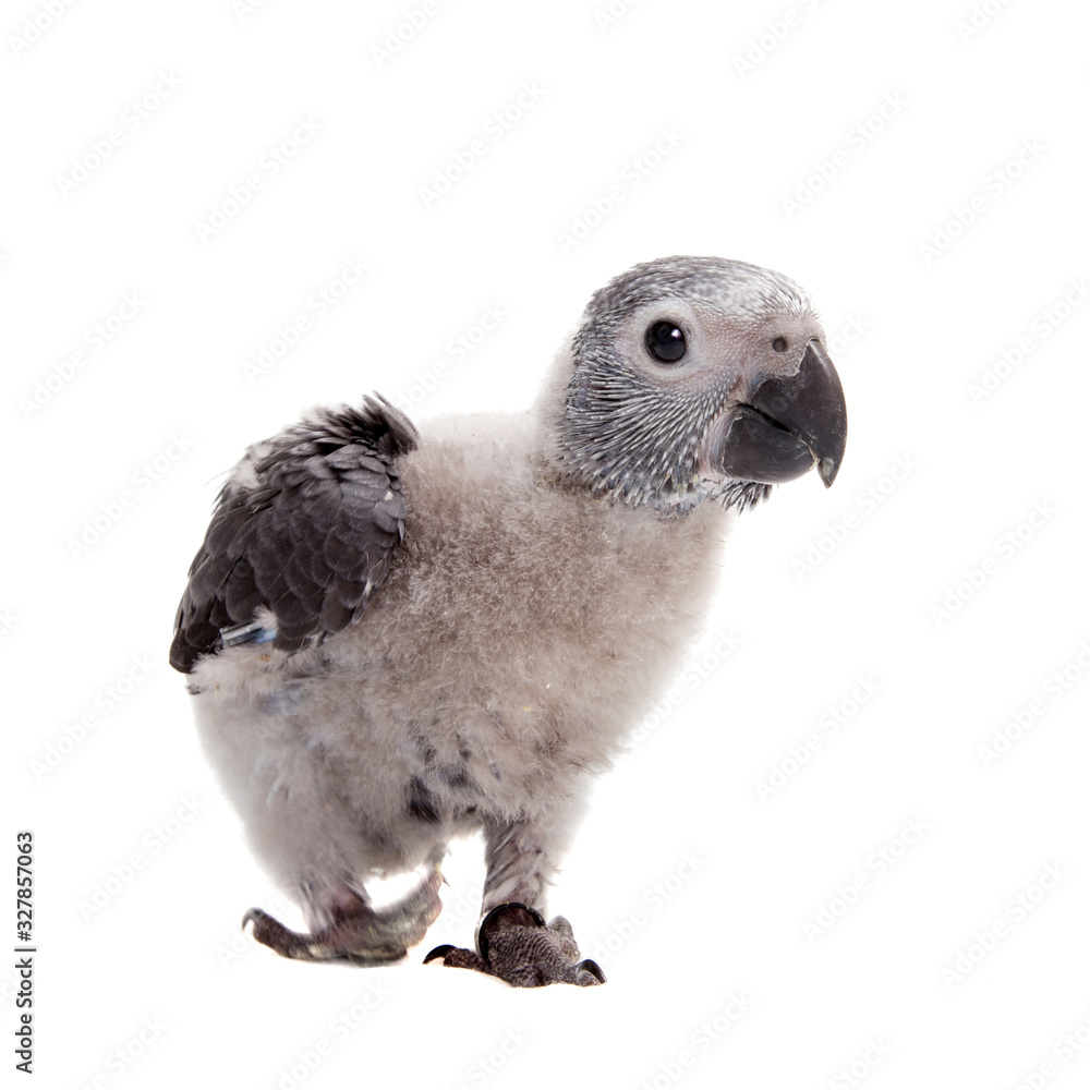 Fototapeta premium Timneh African Grey Parrot isolated on white