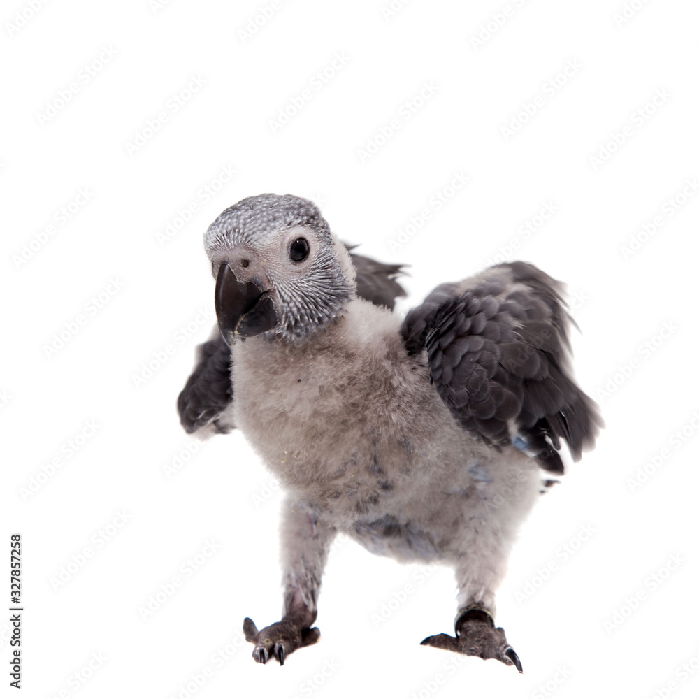 Obraz premium Timneh African Grey Parrot isolated on white