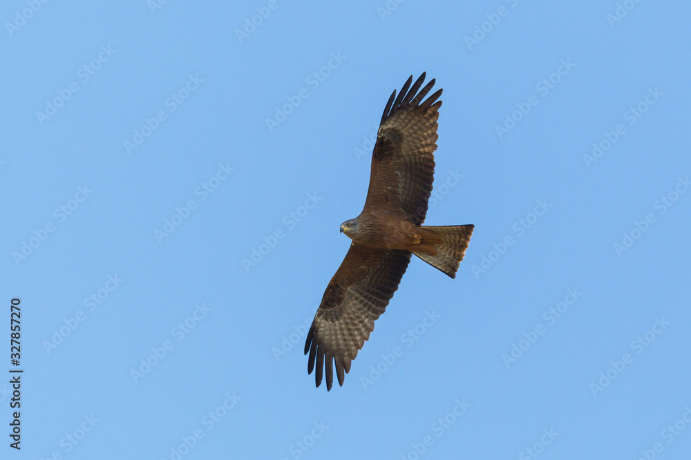 portrait black kite (milvus migrans) flying in blue sky with open wings portrait black kite (milvus migrans) flying in blue sky with open wings