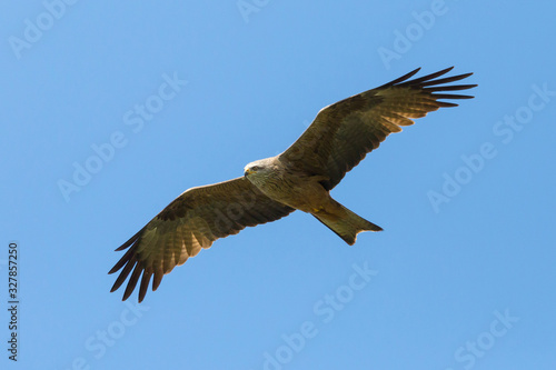 Tablou pe pânză close-up black kite (milvus migrans) in flight, blue sky with open wings