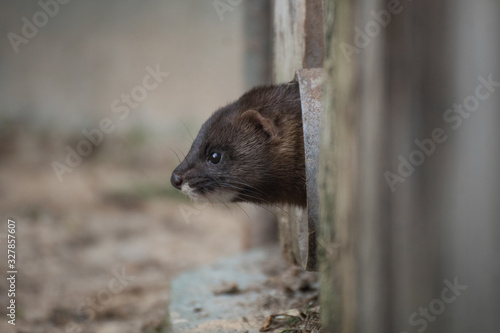 Cute little European mink in Madrid photo