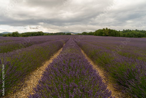 Lavender flowers blooming scented fields in endless rows. Landscape in Valensole plateau  Provence  France  Europe