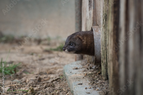 Cute little European mink in Madrid photo