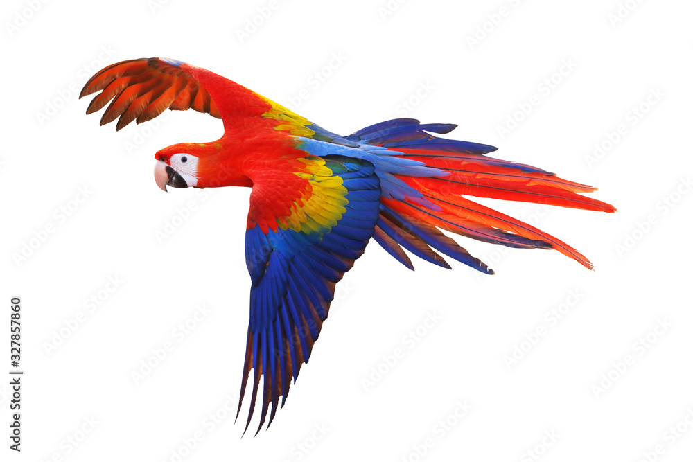 Scarlet macaw parrot isolated on white background.