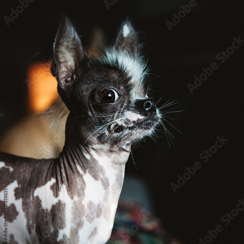 Peruvian hairless and chihuahua mix dog on black © Farinoza
