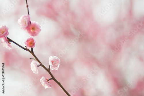 桃の花
