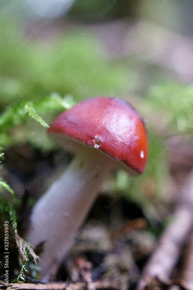 Mushrooms growing in moss forest Mushrooms growing in moss forest