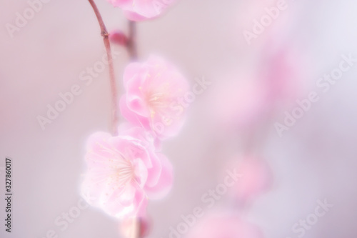 Fototapeta Naklejka Na Ścianę i Meble -  桃の花
