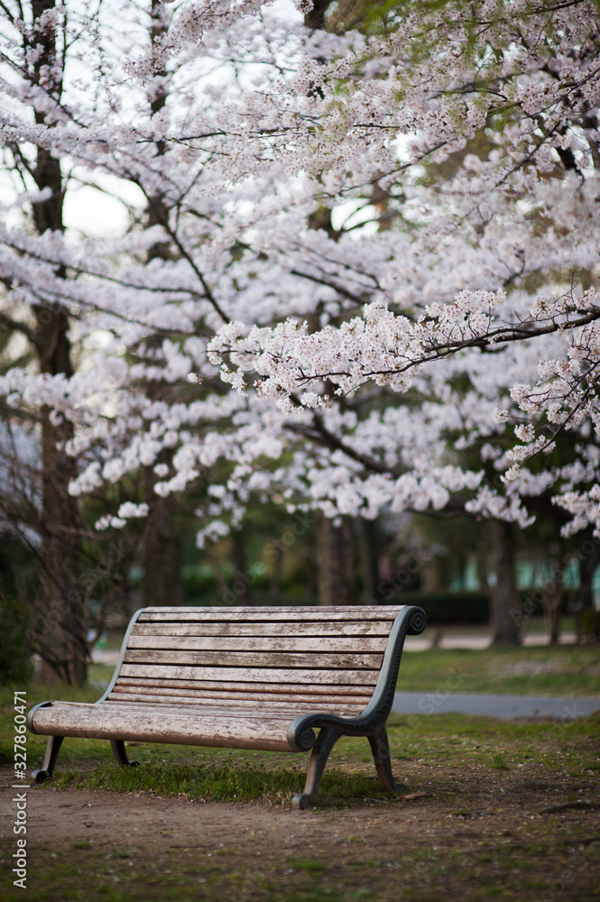 桜と公園のベンチ