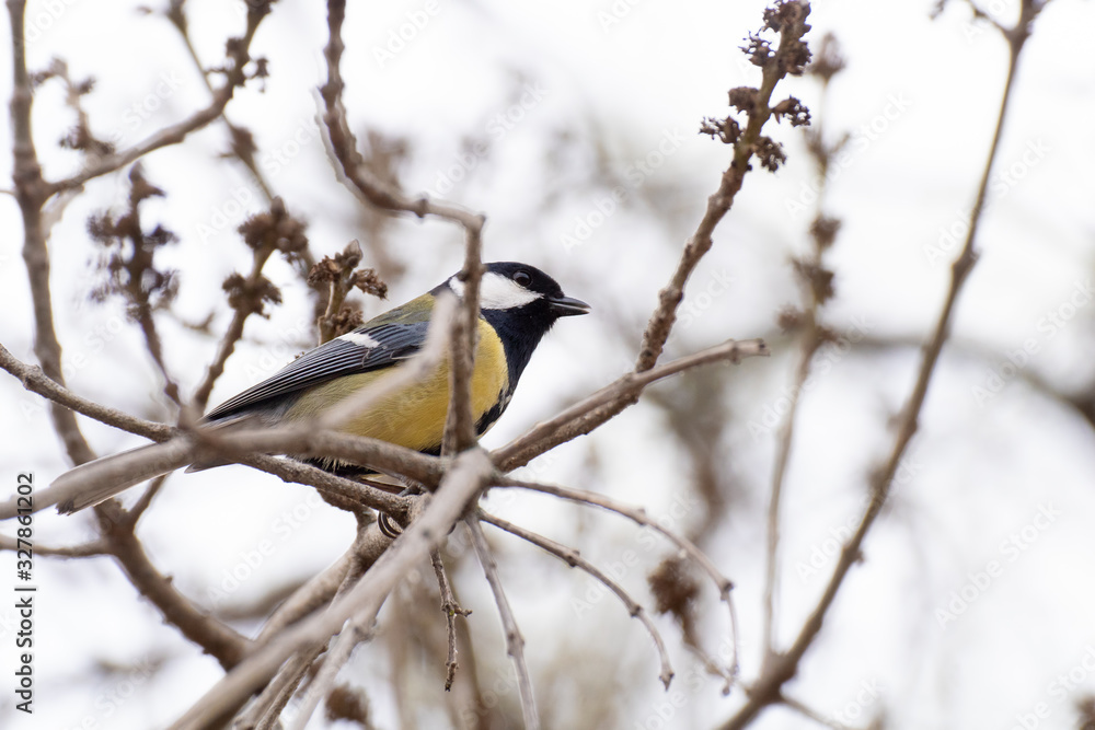 Great Tit perched on the branch of a tree in winter Great Tit perched on the branch of a tree in winter
