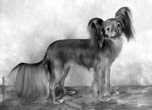 Wallpaper Mural Russian toy terrier, black and white Torontodigital.ca