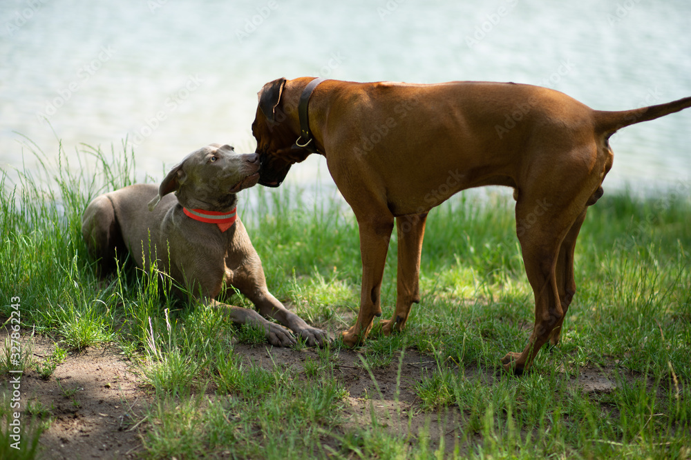 Hundebegegnung