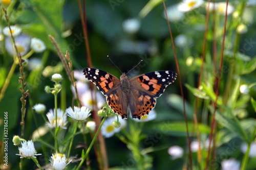 Butterfly on a flower in high grass, Guca, Serbia photo