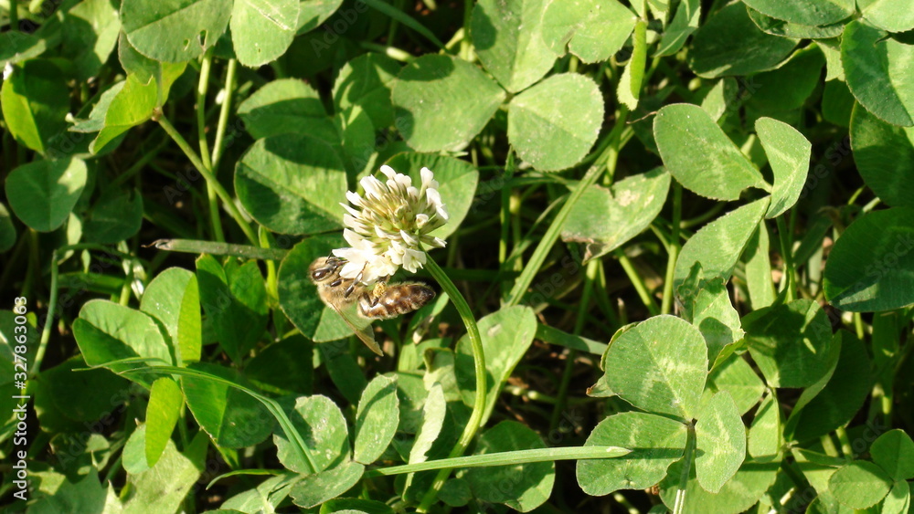 Honey bee on a flower in the grass Honey bee on a flower in the grass