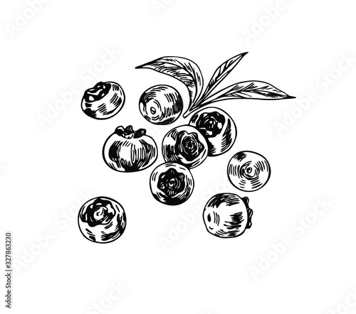 Blueberry set in line art style.