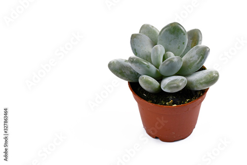 Small 'Pachyphytum Oviferum' succulent plant in flower pot on white background with copy space