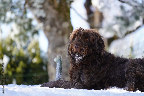 dog portrait from a pudelpointer on a sunny winter day photo