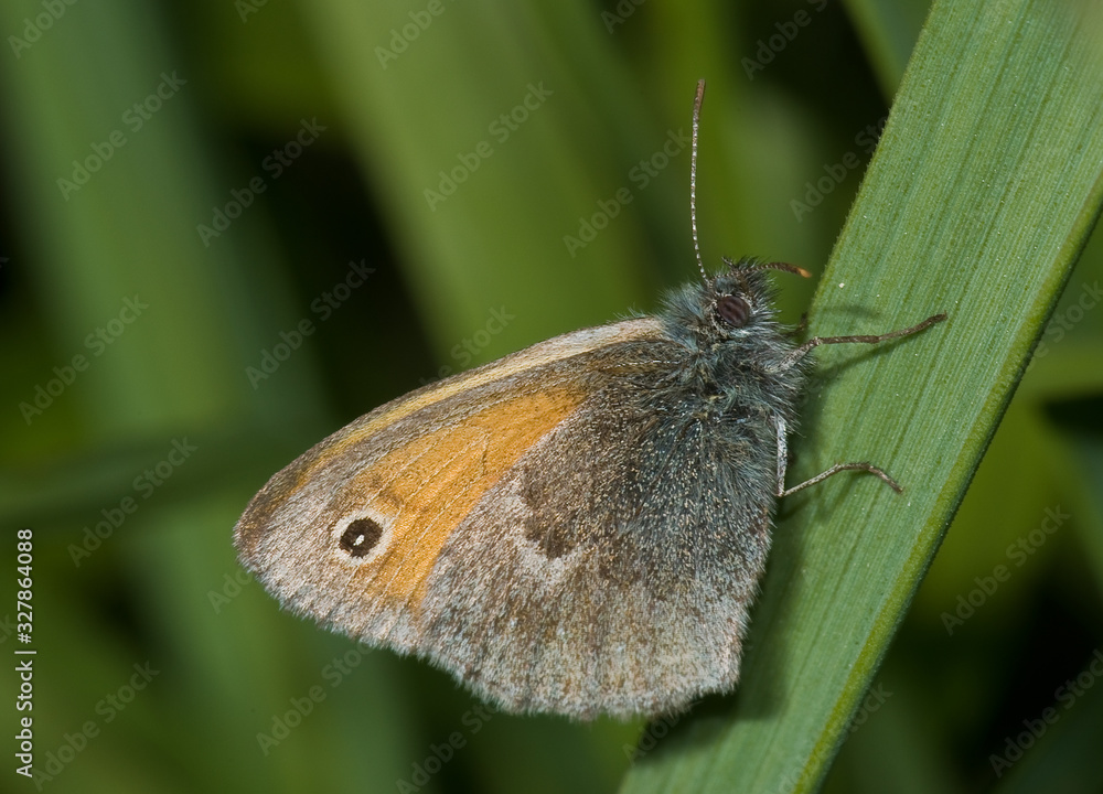 Coenonympha pamphilus L. Coenonympha pamphilus L.