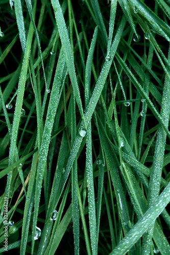 Deep intense green colour background. Lush dark green grass with silvery raindrops. Top view
