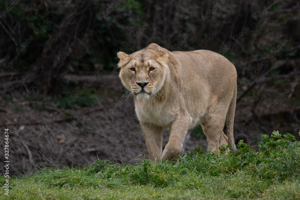 A beautiful portrait of an Asian lioness in winter A beautiful portrait of an Asian lioness in winter