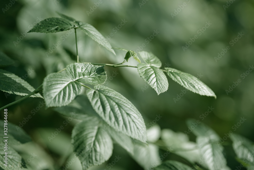 Raspberry bush with leaves and stem. Fresh natural food ingredient. Medicinal wild raspberry plant growing in the forest. Raspberry bush with leaves and stem. Fresh natural food ingredient. Medicinal wild raspberry plant growing in the forest.